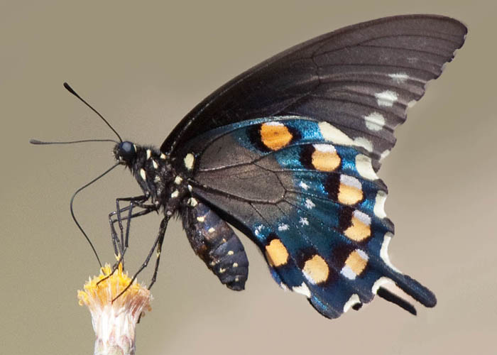Pipeline swallowtail – Battus philenor